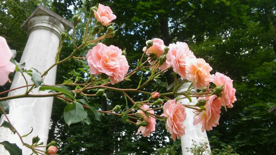róże w Antoninie, fot. @MariaDuszka