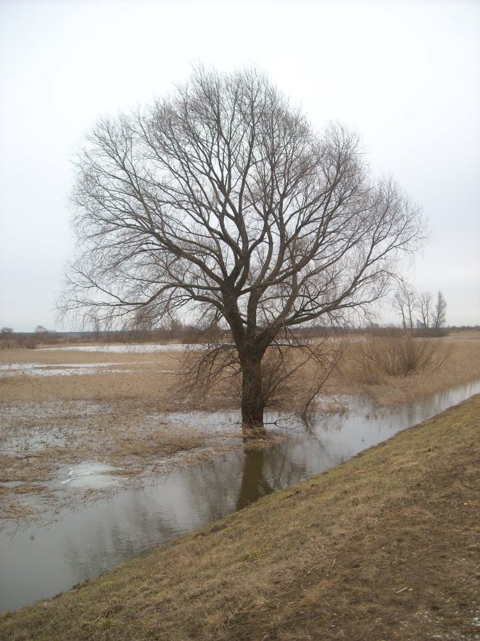 samotne drzewo, fot. Maria Duszka