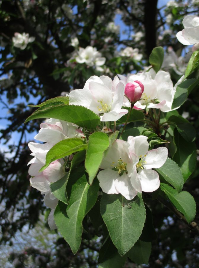 Jabłonie, kwitnące jabłonie, fot. Maria Duszka